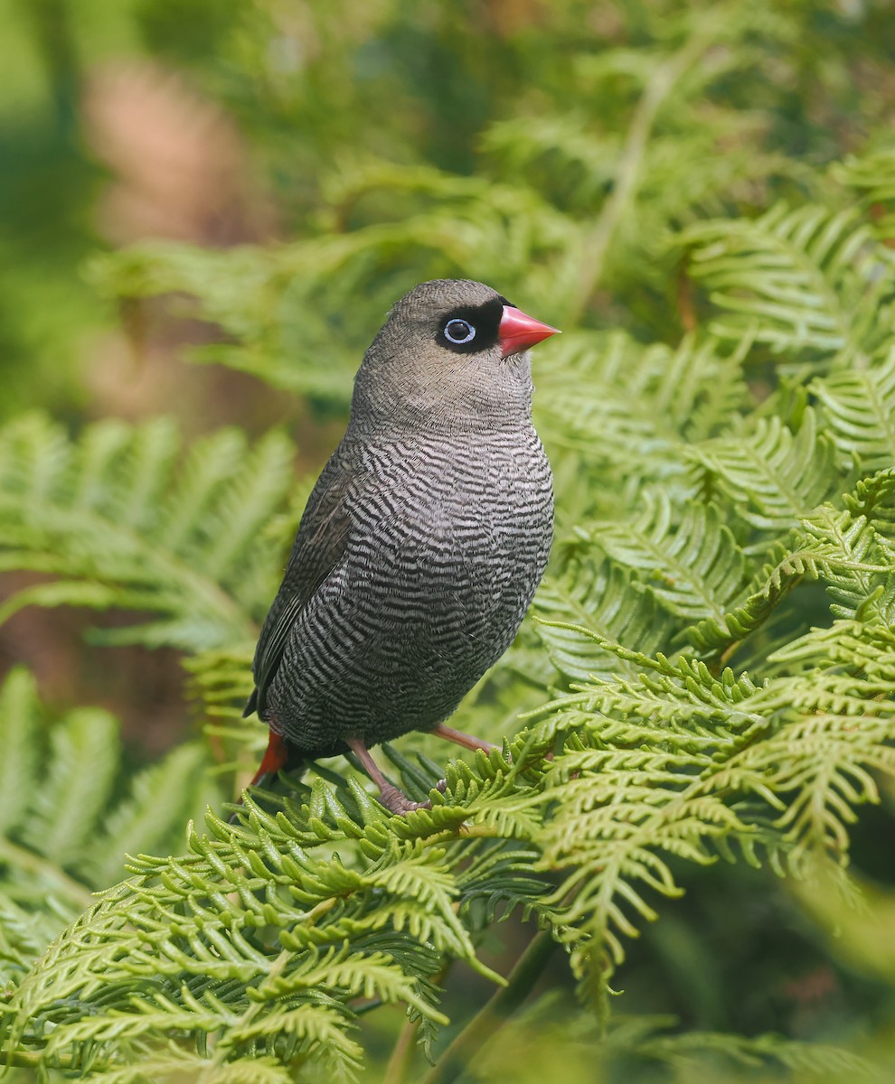 Beautiful Firetail - ML645753117