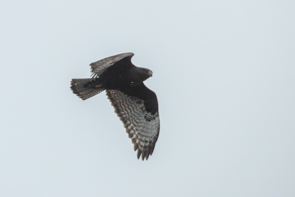 Red-tailed Hawk (Harlan's) - ML645753120