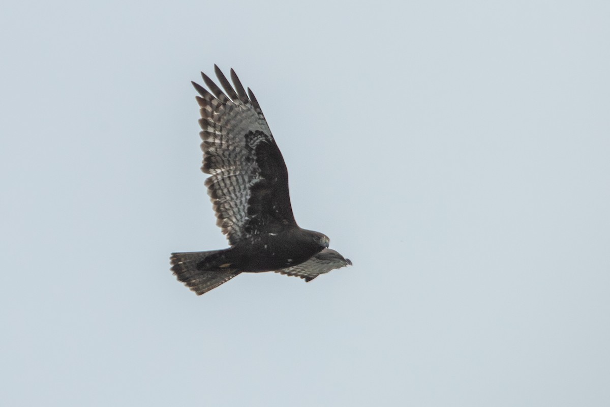Red-tailed Hawk (Harlan's) - ML645753121