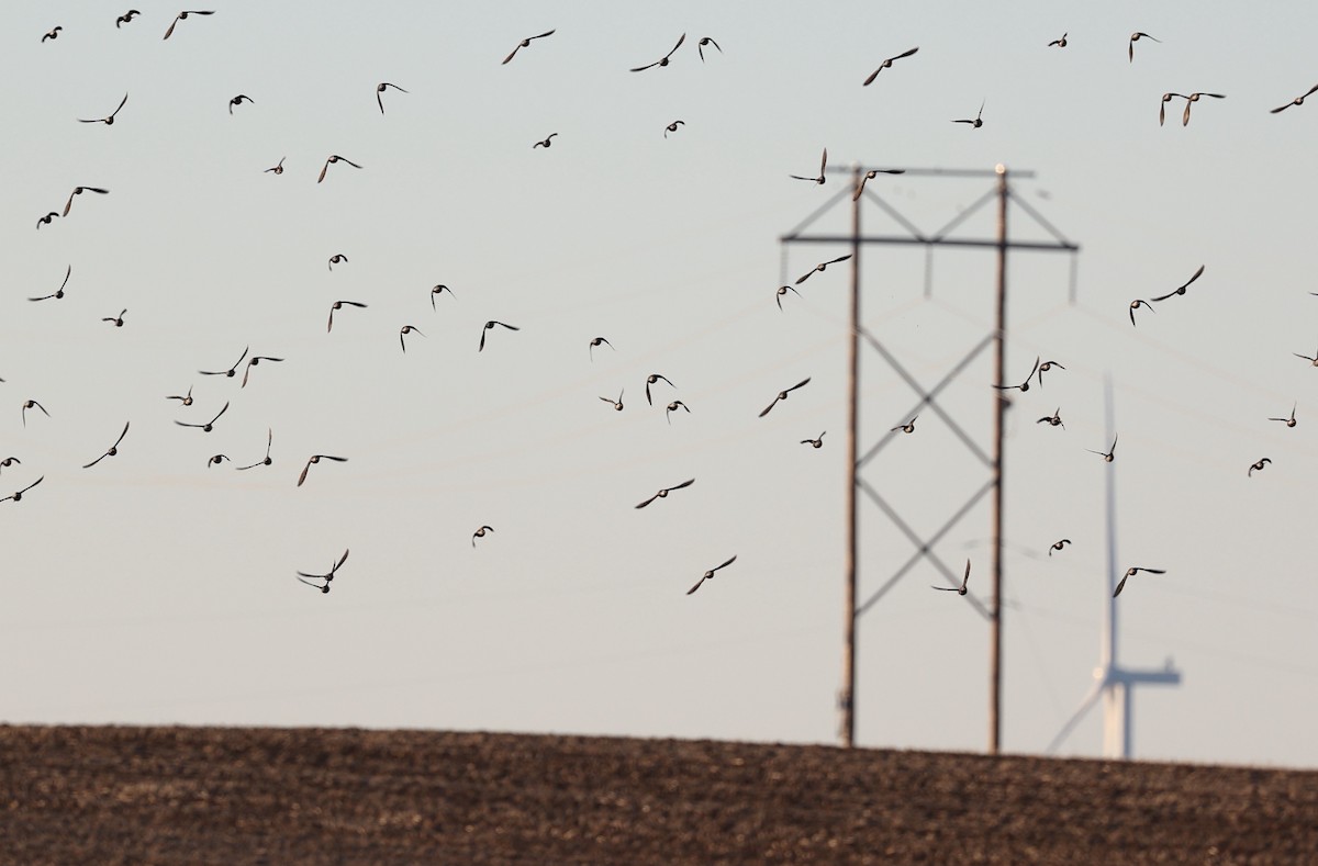 European Starling - ML645753125