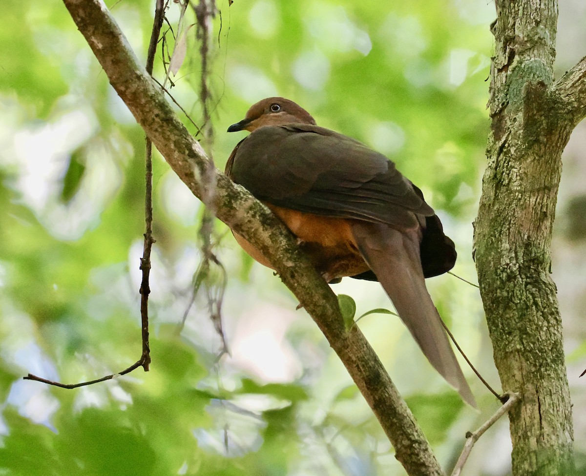 Maronentaube - ML645753129