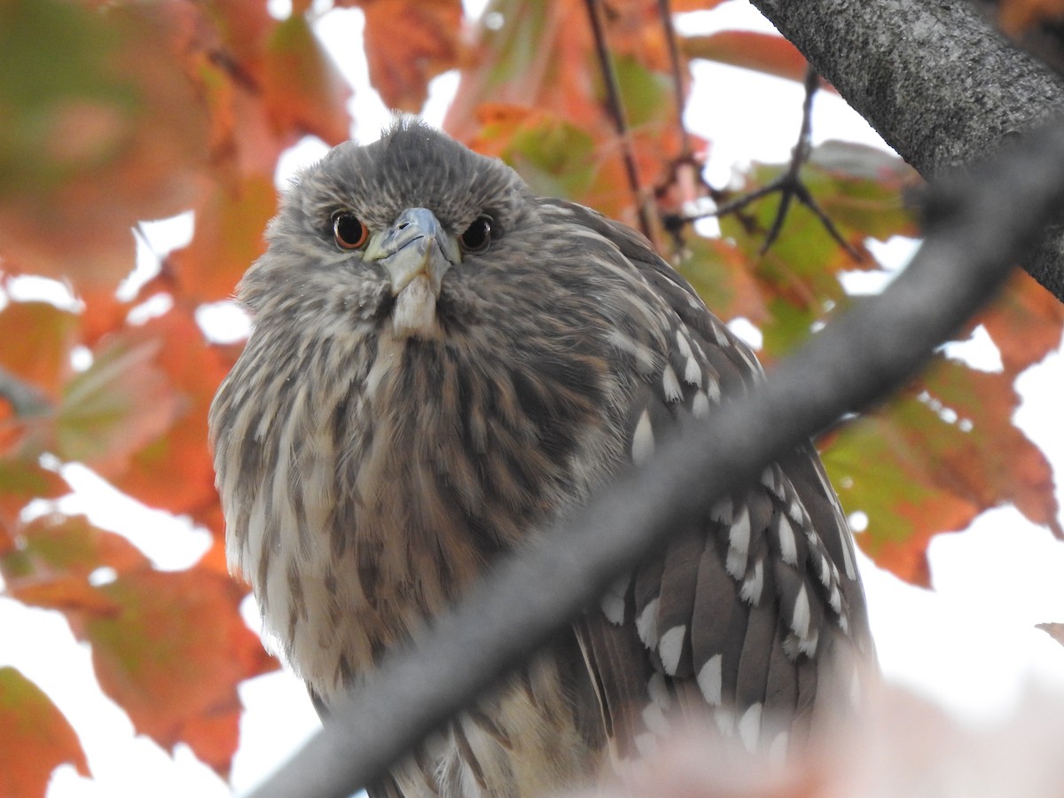 Ногоовор зашин - ML645753130