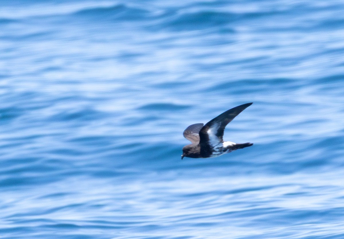 New Zealand Storm-Petrel - ML645753131