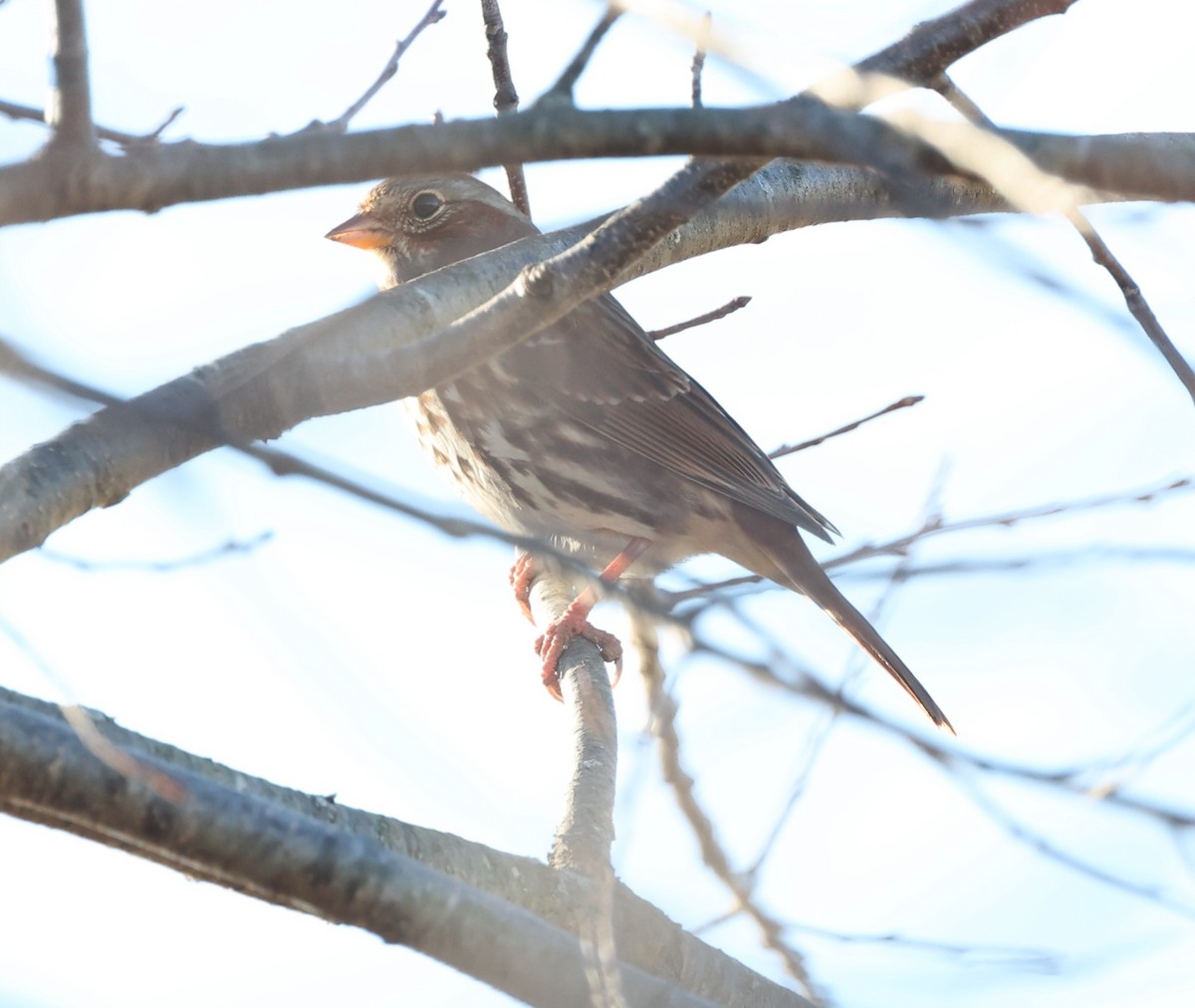 Fox Sparrow - ML645753135