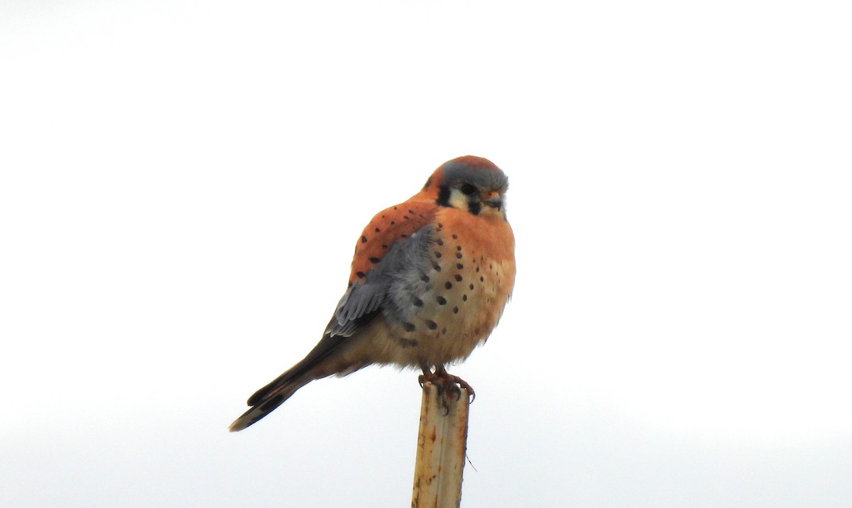 American Kestrel (Northern) - ML645753138