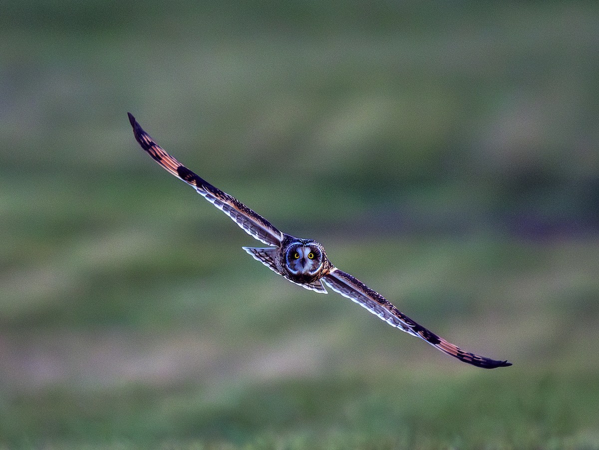 Short-eared Owl - ML645753149
