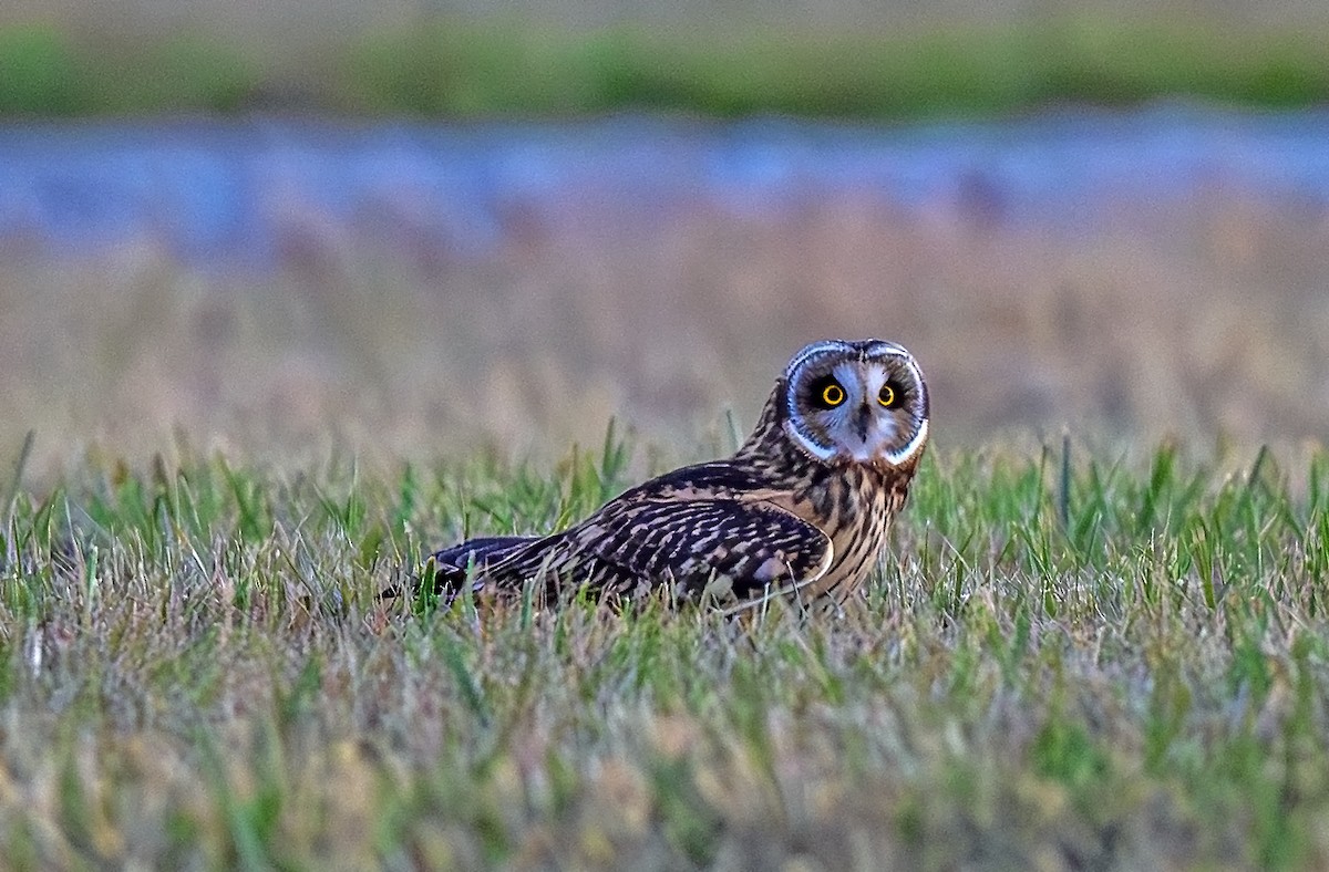Short-eared Owl - ML645753151
