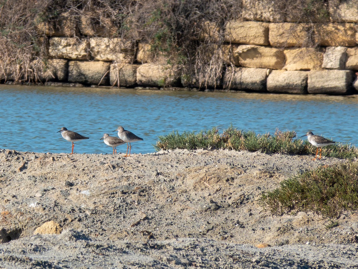 Common Redshank - ML645753152