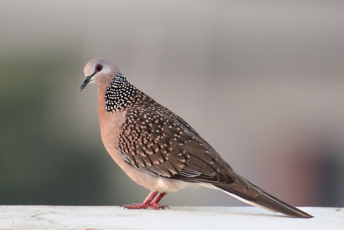 Spotted Dove - ML645753158
