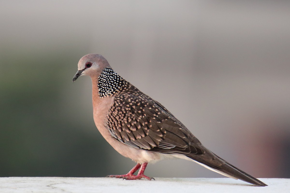 Spotted Dove - ML645753159