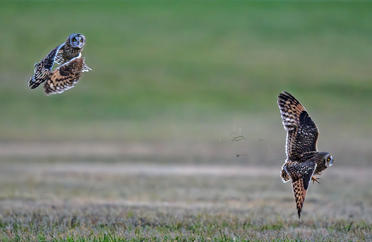 Short-eared Owl - ML645753162