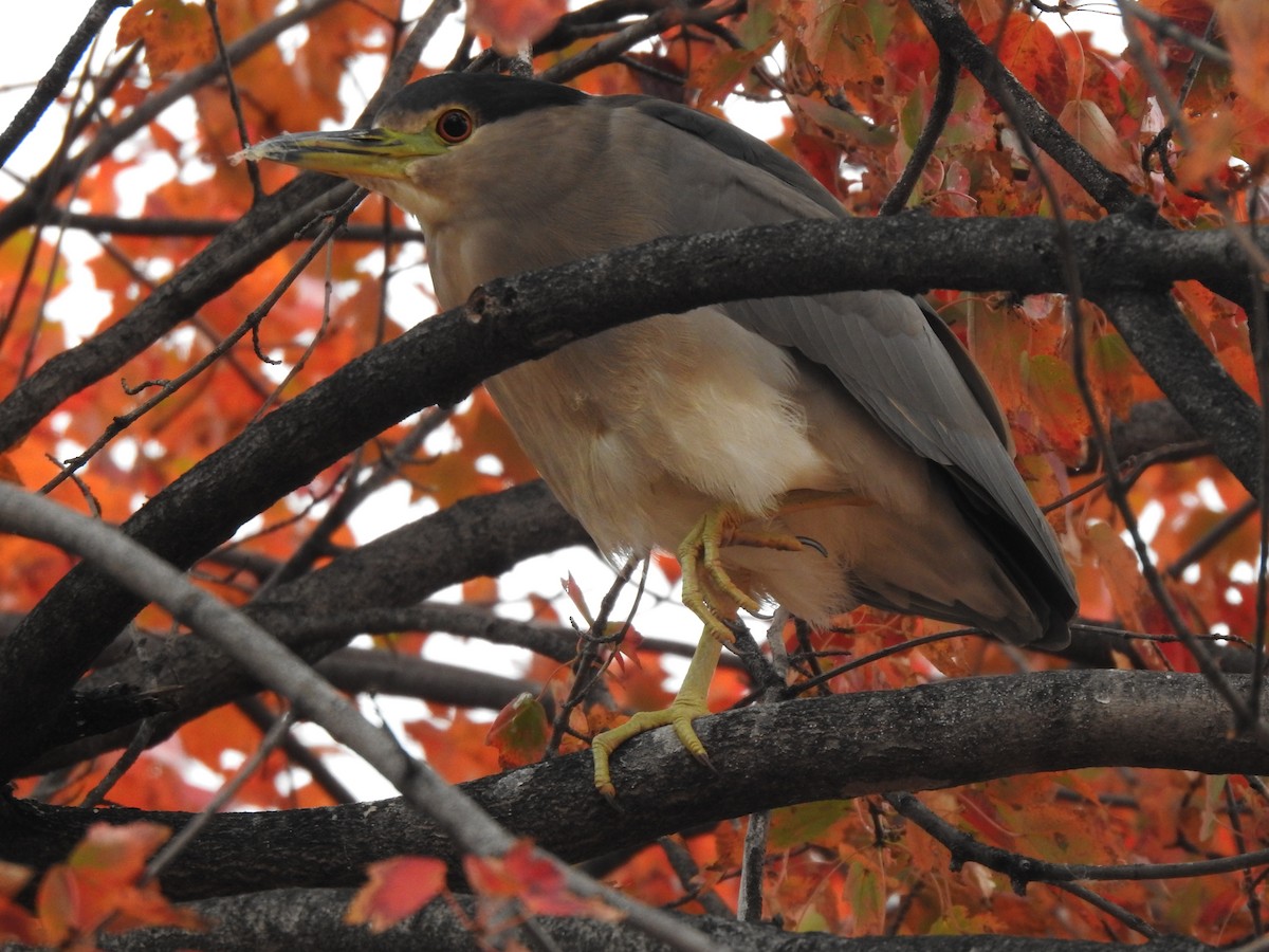 Ногоовор зашин - ML645753163
