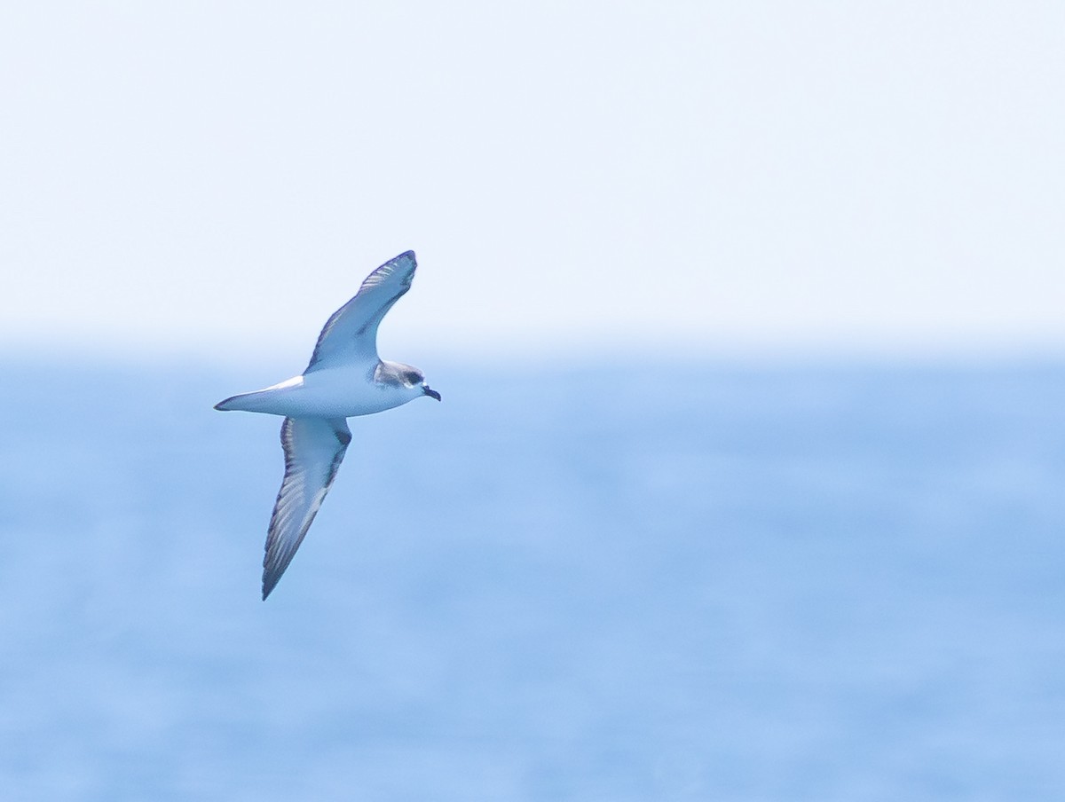 Pycroft's Petrel - ML645753164