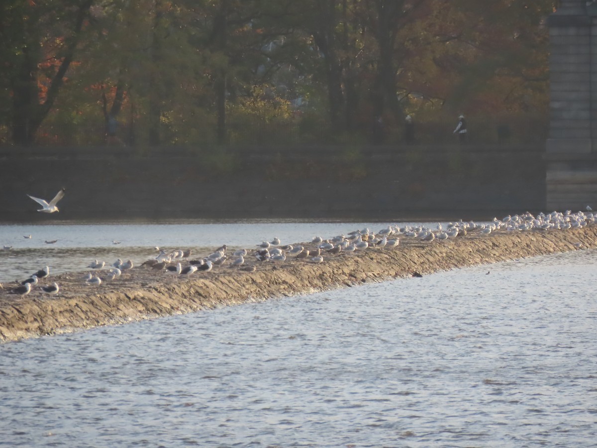 Gavión Atlántico - ML645753185