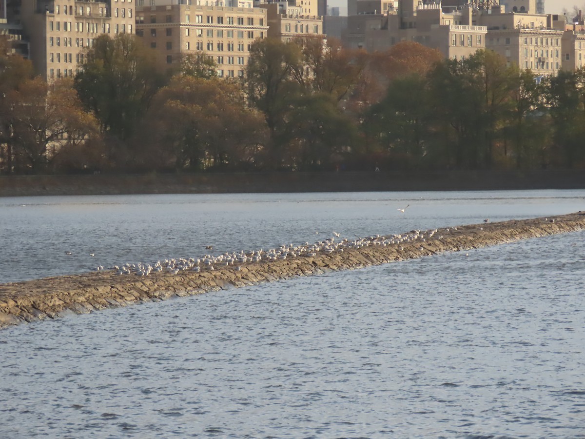 Gavión Atlántico - ML645753190