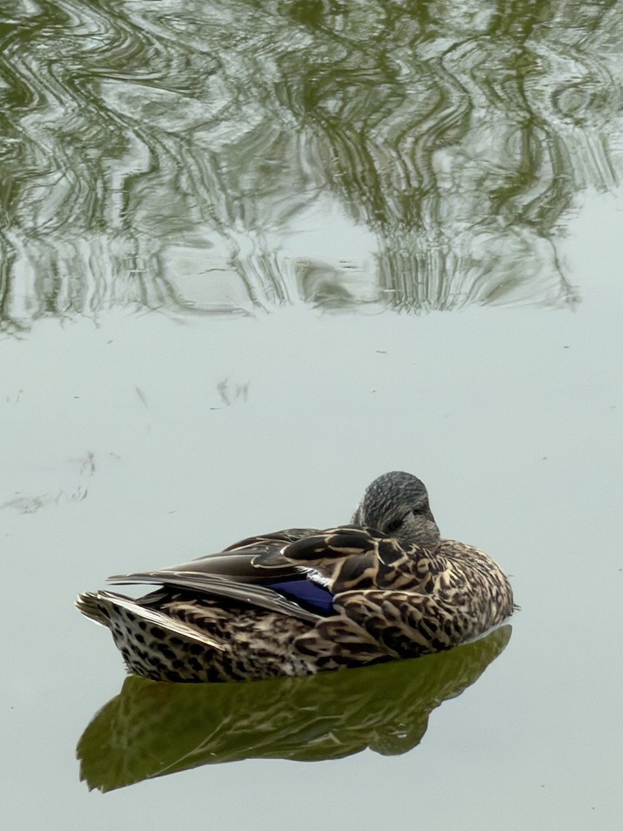 Mallard - ML645753194