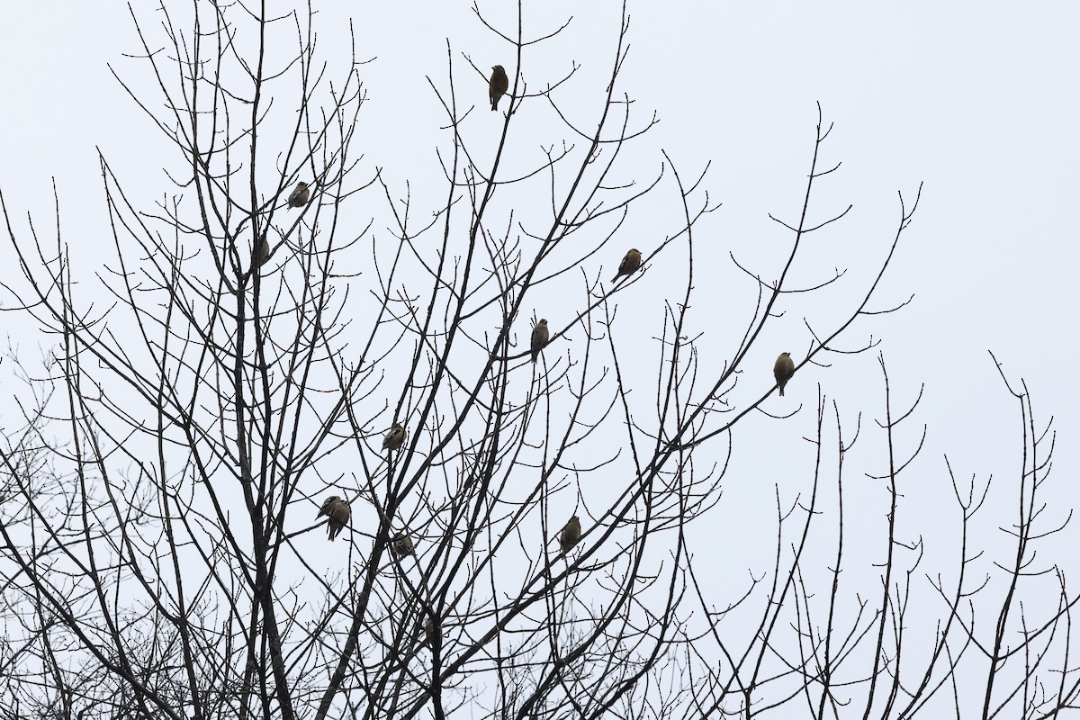 Evening Grosbeak - ML645753198