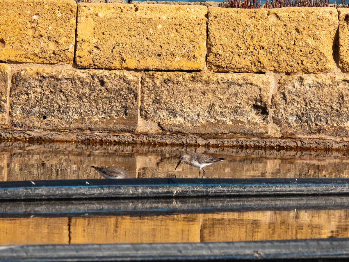 Dunlin - ML645753204