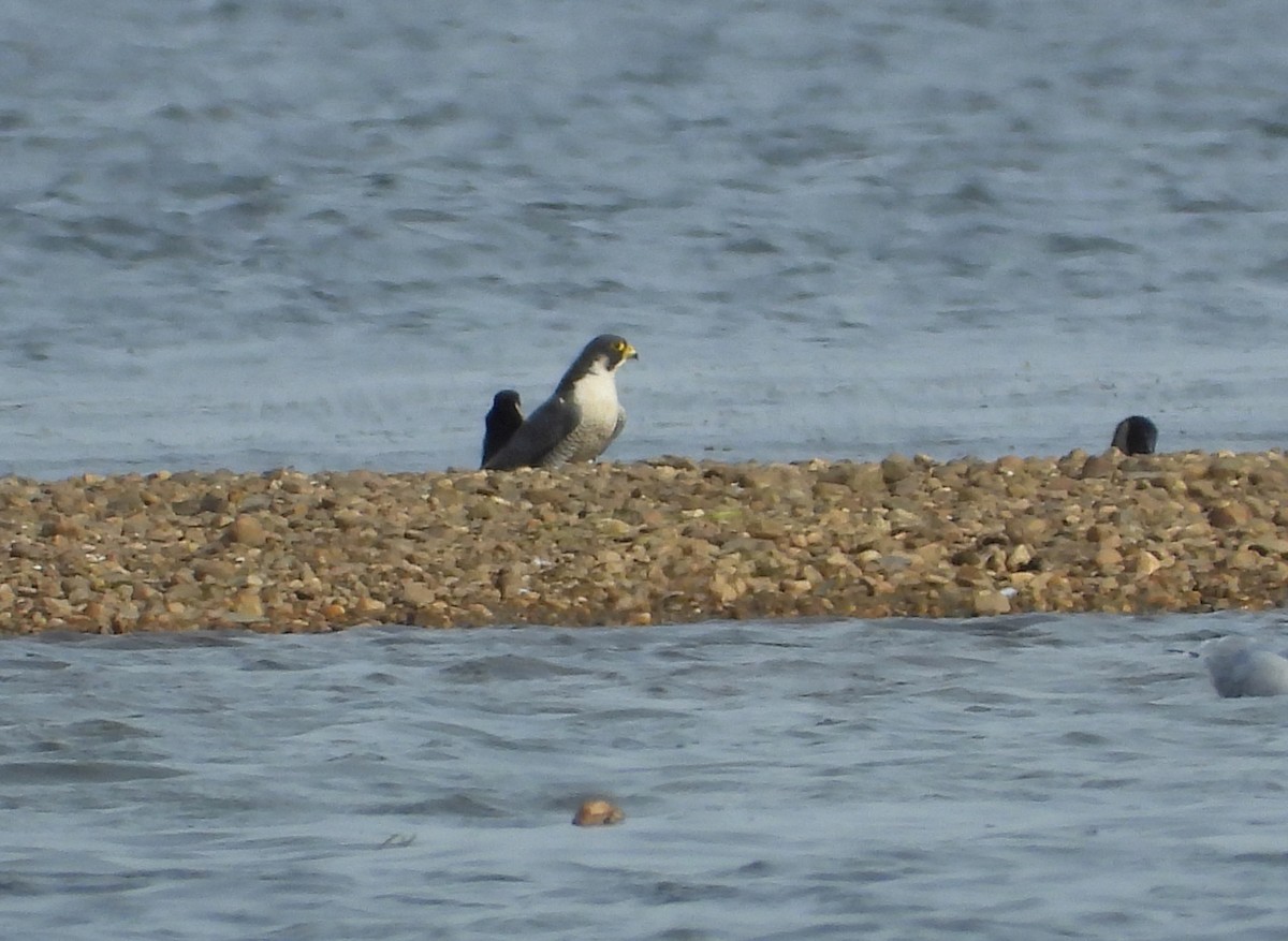 遊隼 - ML645753213