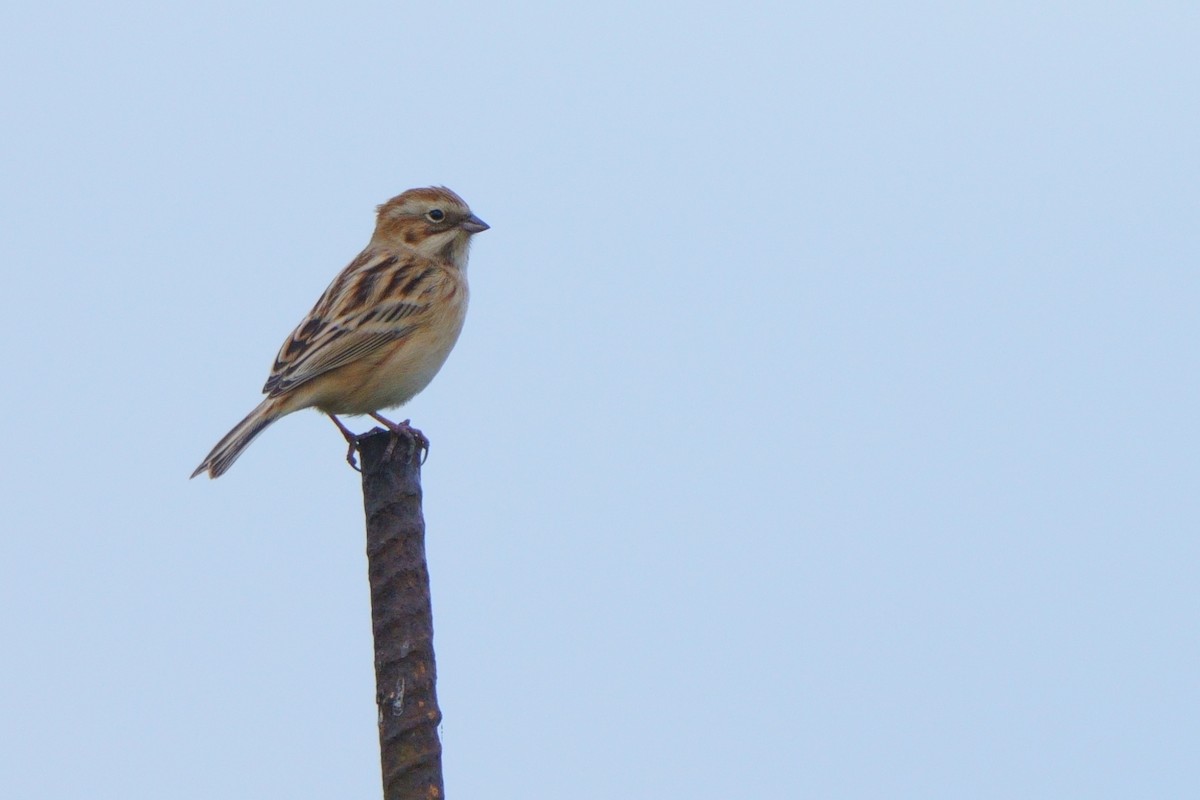 Pallas's Bunting - ML645753221