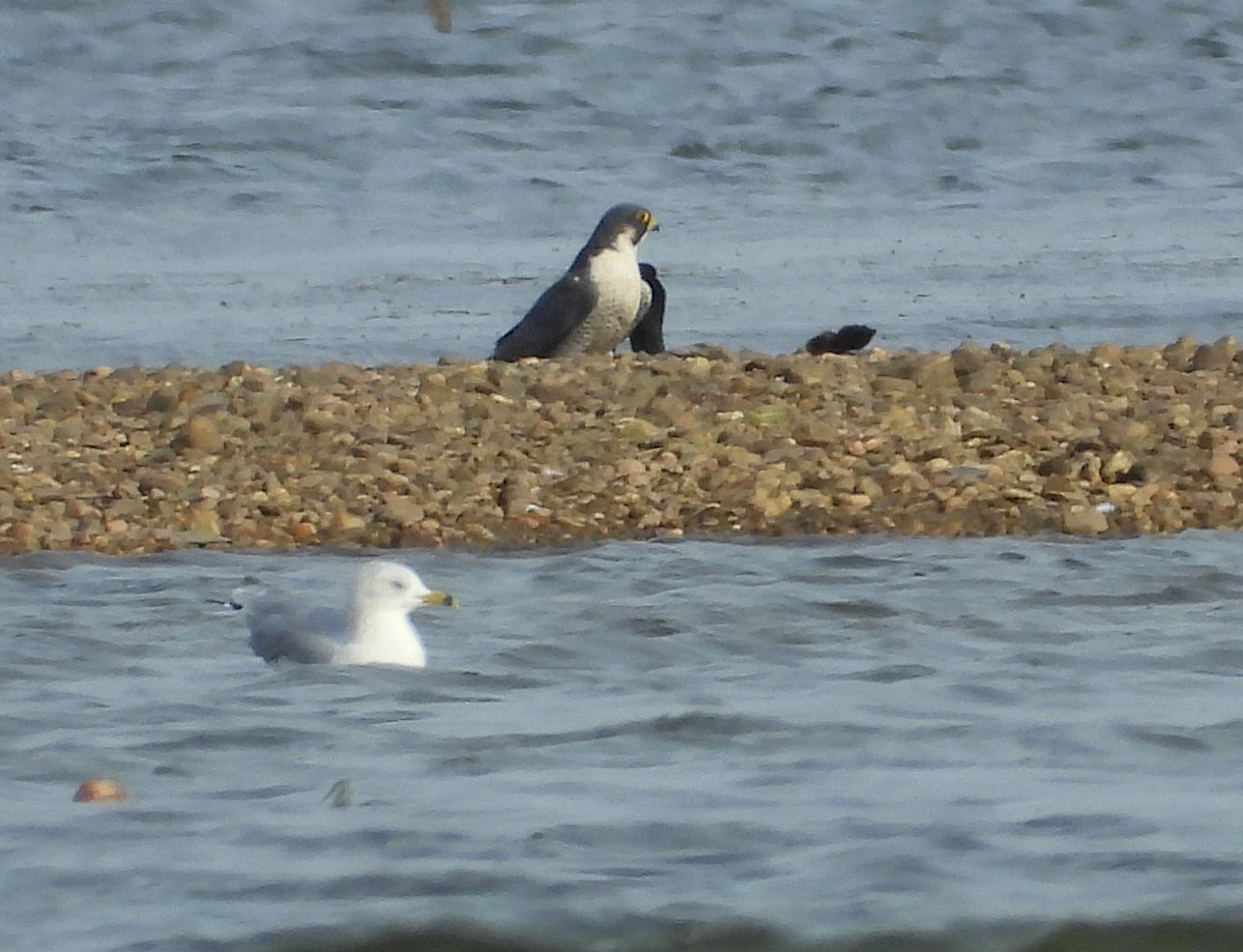 遊隼 - ML645753231