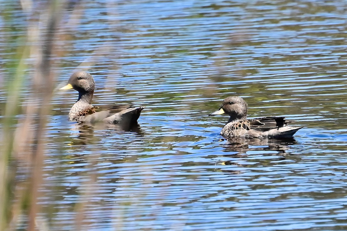 Yellow-billed Teal - ML645753240