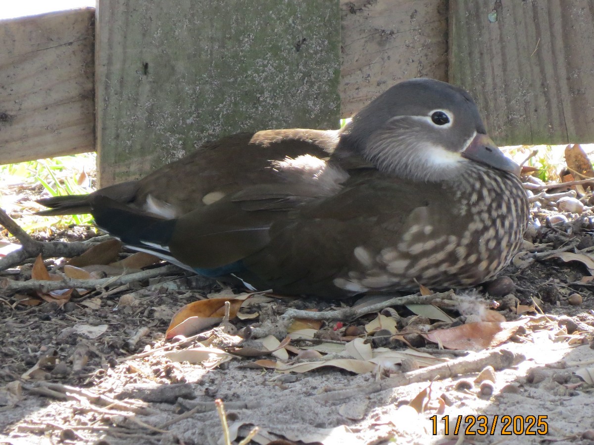 Mandarin Duck - ML645753242
