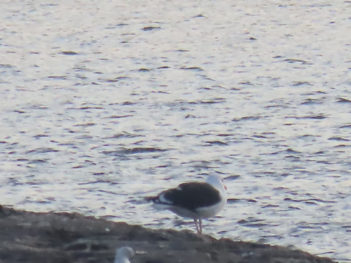 Gavión Atlántico - ML645753243