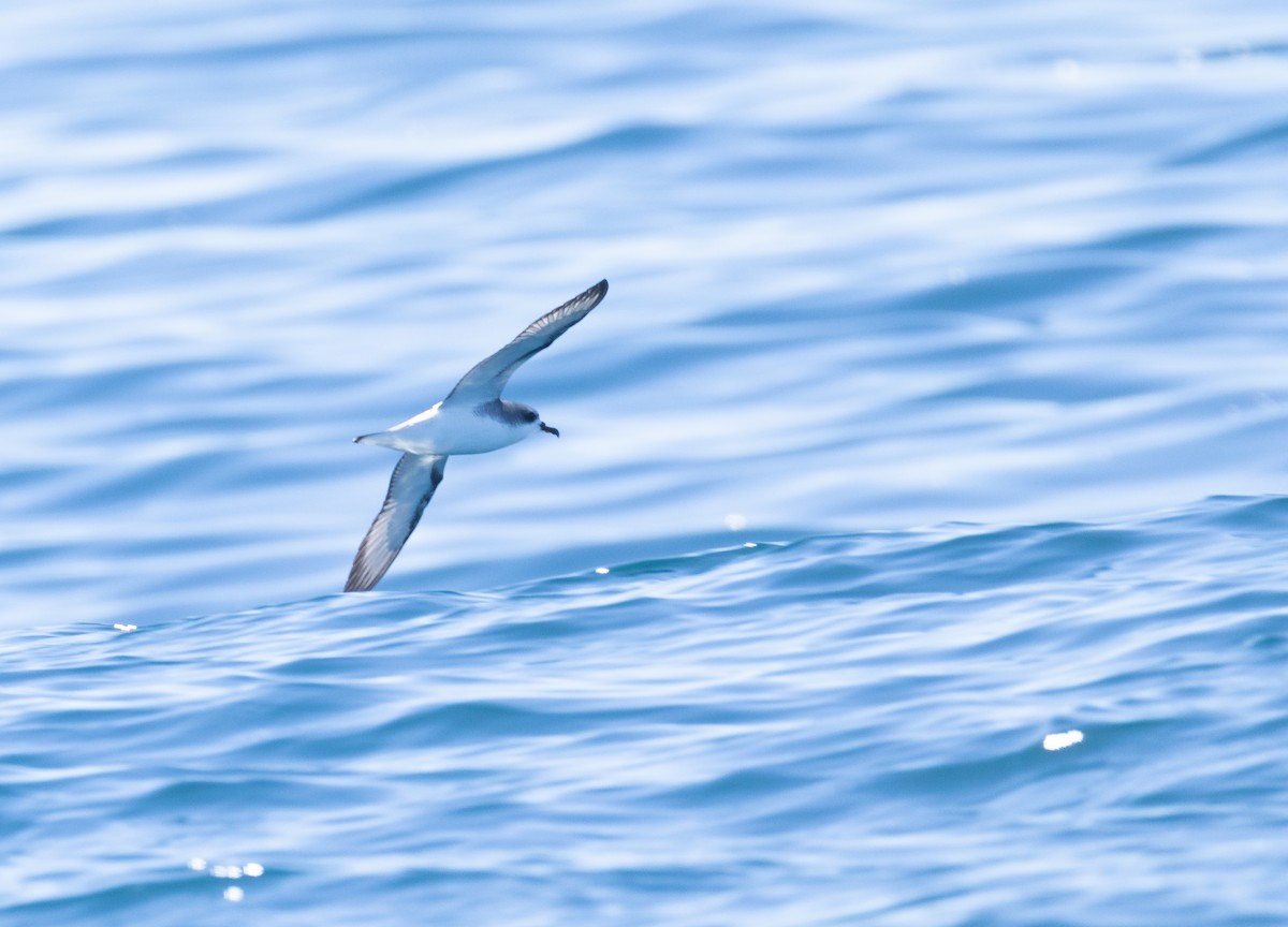 Cook's Petrel - ML645753244
