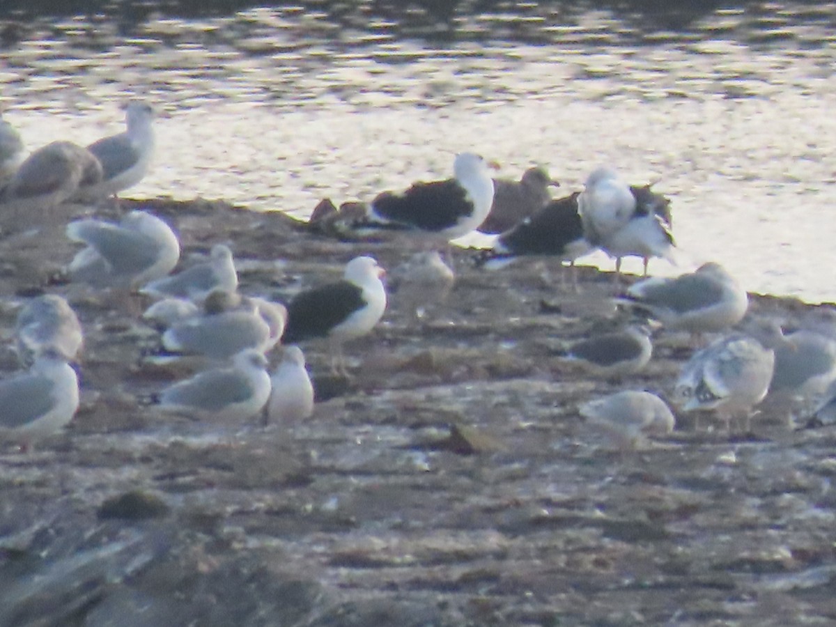 Gavión Atlántico - ML645753252