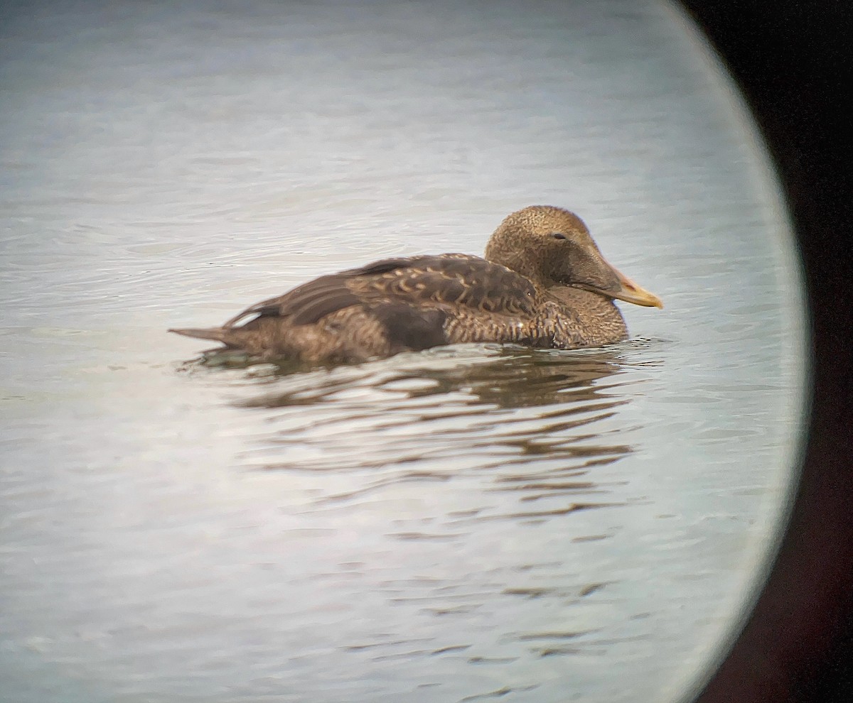 Pufla (v-nigrum) - ML645753253