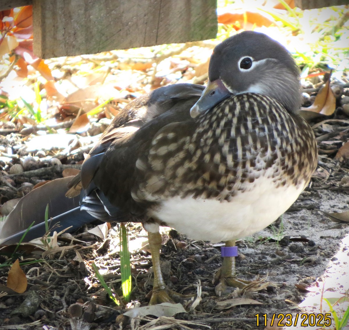 Mandarin Duck - ML645753258