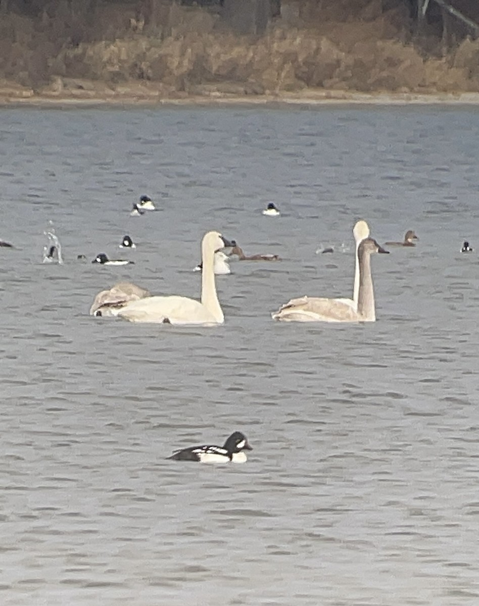 İzlanda Altıngözü - ML645753263