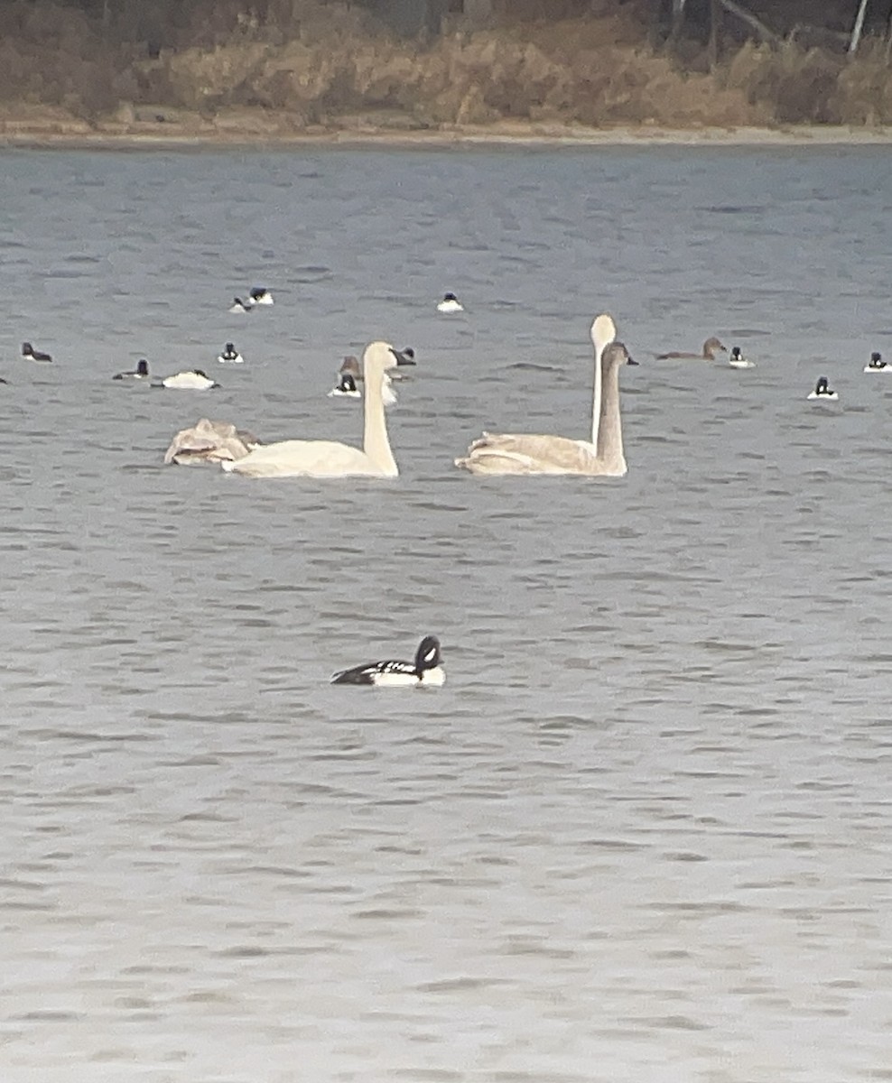 İzlanda Altıngözü - ML645753264