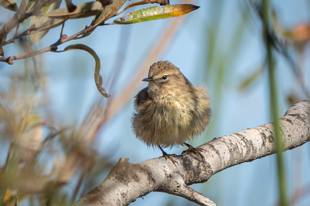 Palm Warbler (Western) - ML645753265