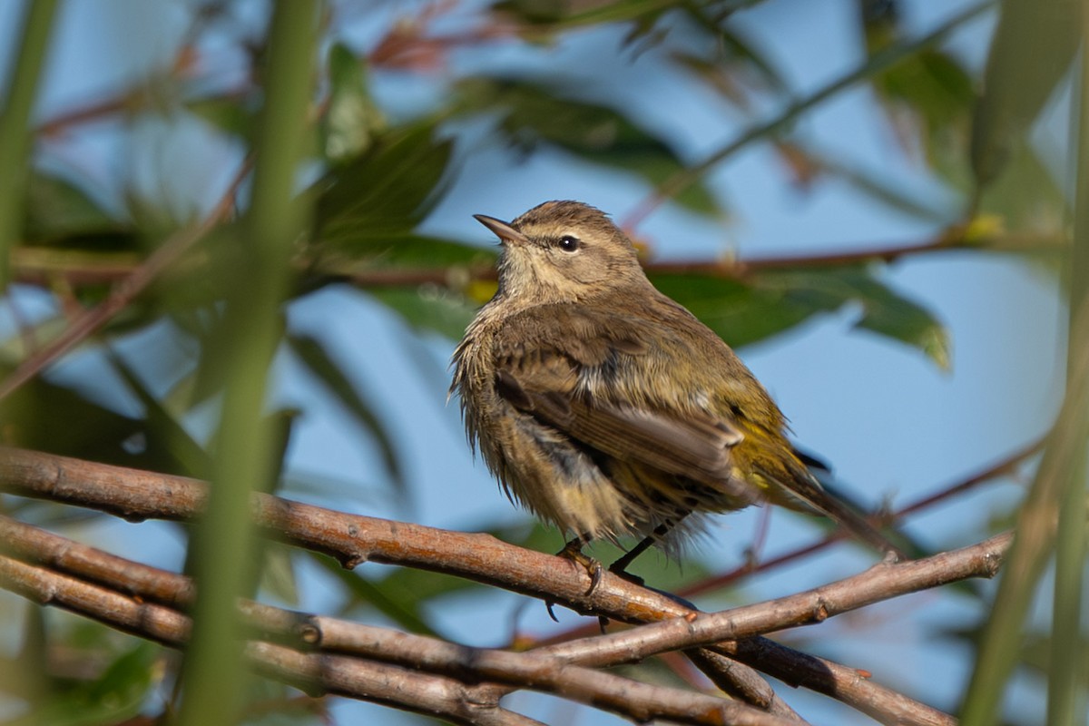 Palm Warbler (Western) - ML645753266