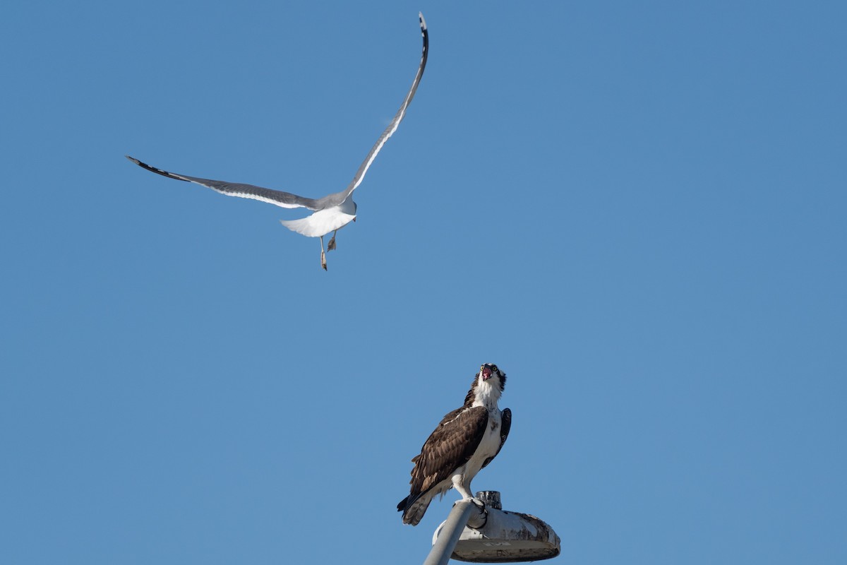 Osprey (American) - ML645753272
