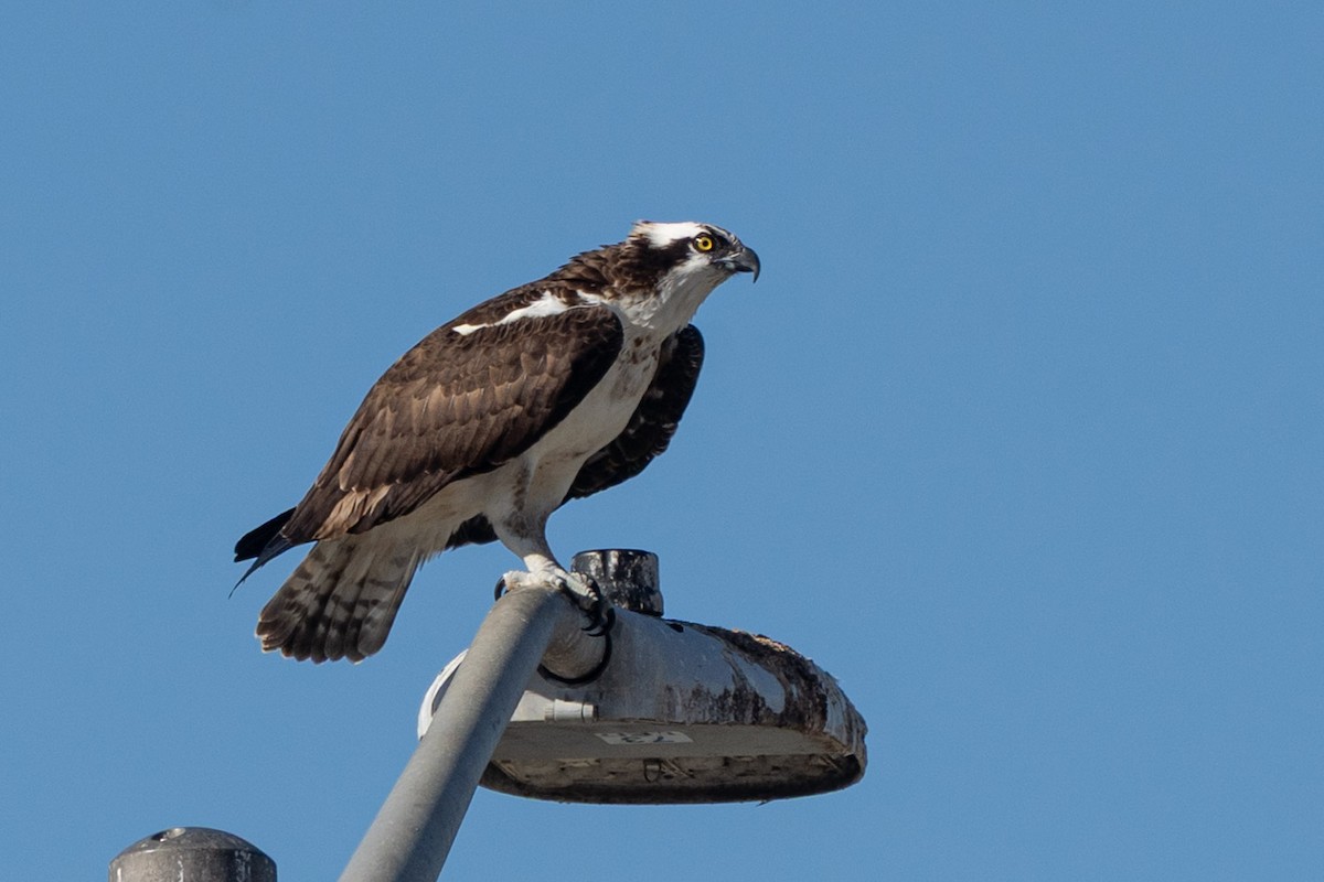 Osprey (American) - ML645753279