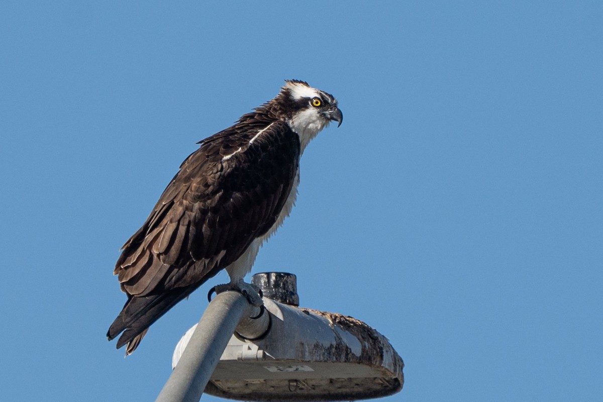 Osprey (American) - ML645753280