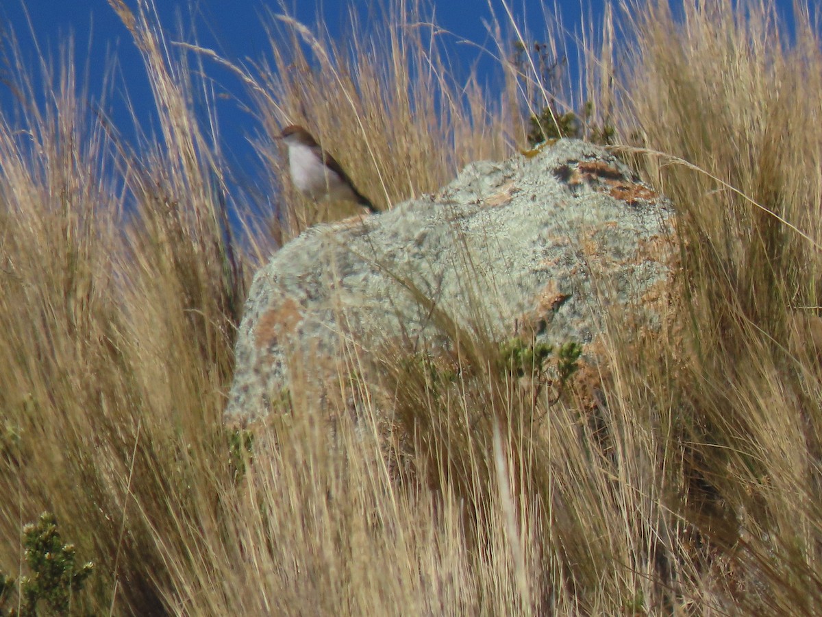 Дормілон блідий - ML645753281