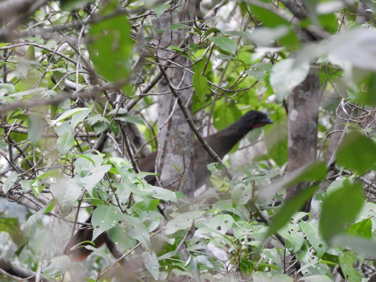 Чачалака рудогуза - ML645753284