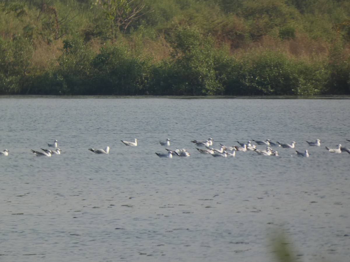 Slender-billed Gull - ML645753287