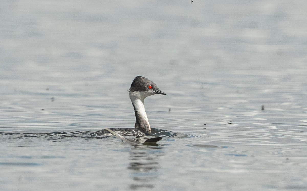 Silvery Grebe - ML645753296