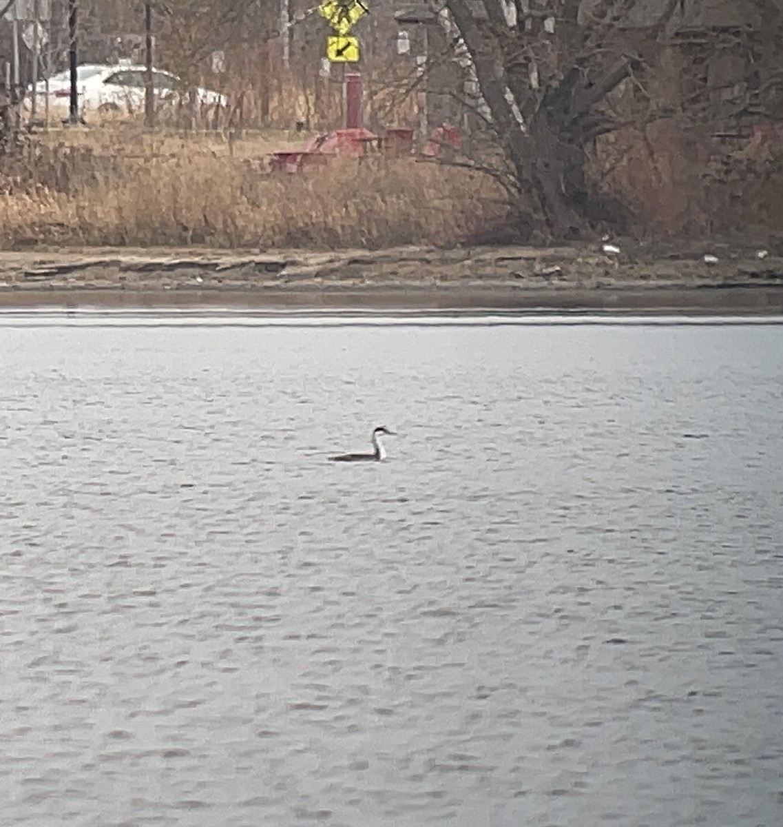 İnce Gagalı Batağan - ML645753309