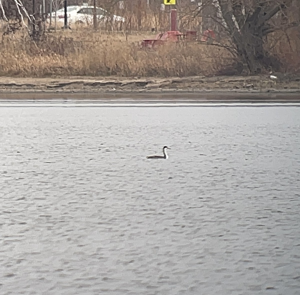 İnce Gagalı Batağan - ML645753310