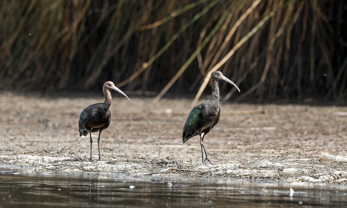 アンデスブロンズトキ - ML645753311