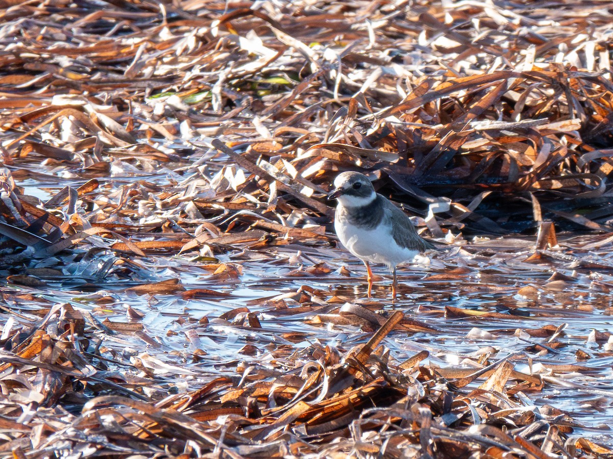 Common Ringed Plover - ML645753312