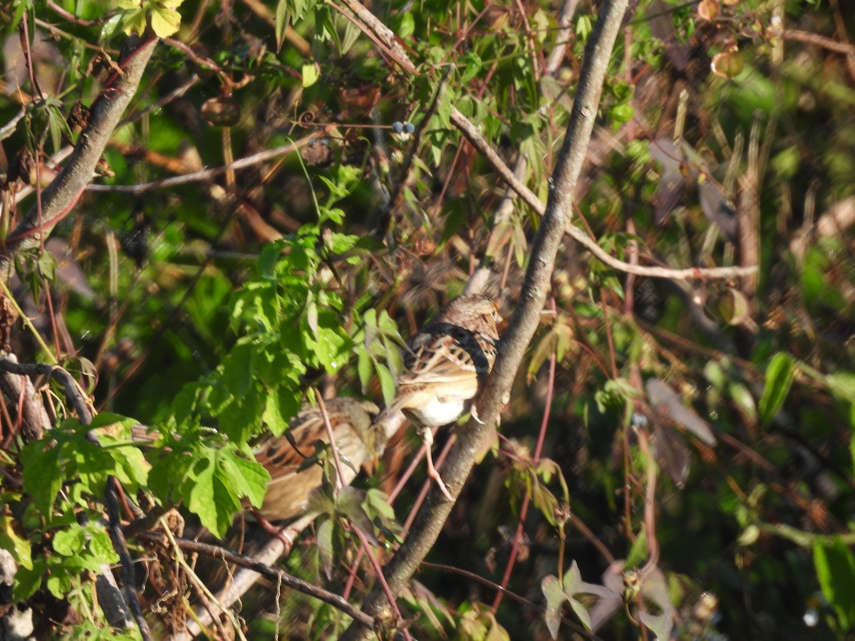 Swamp Sparrow - ML645753326