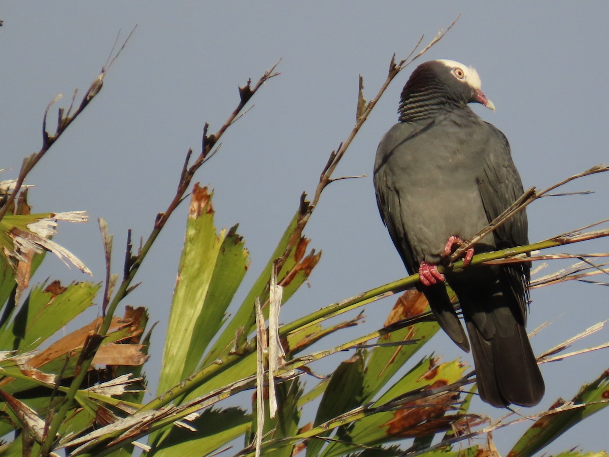 White-crowned Pigeon - ML645753330