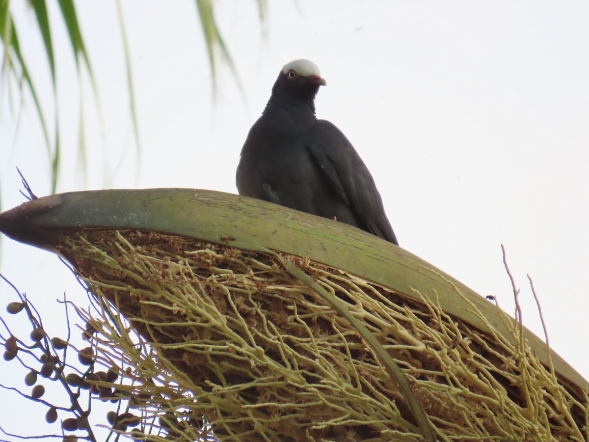 White-crowned Pigeon - ML645753331